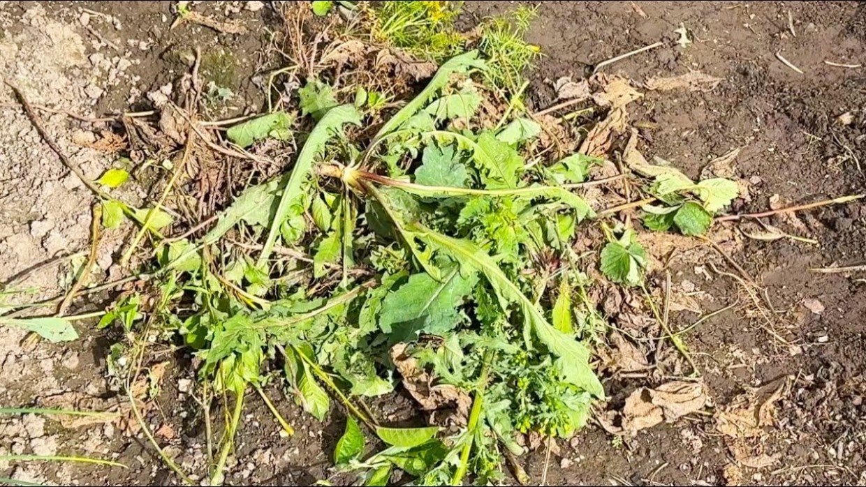 Сорняки исчезнут на глазах: кухонное средство спасёт весь огород — не верила, пока сама не попробовала