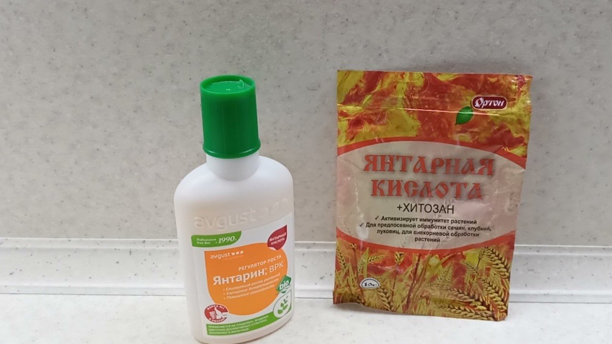 Природный стимулятор или деньги на ветер: нужна ли растениям янтарная кислота — и что она даёт