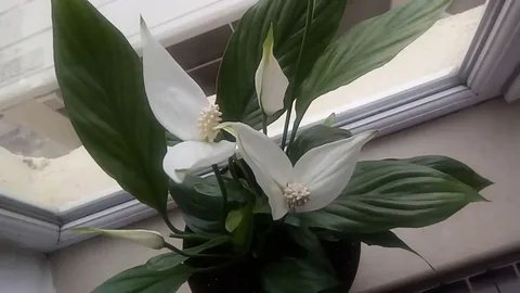 Белое золото для «Женского счастья»: как обычная скорлупа заставляет спатифиллум цвести без остановки