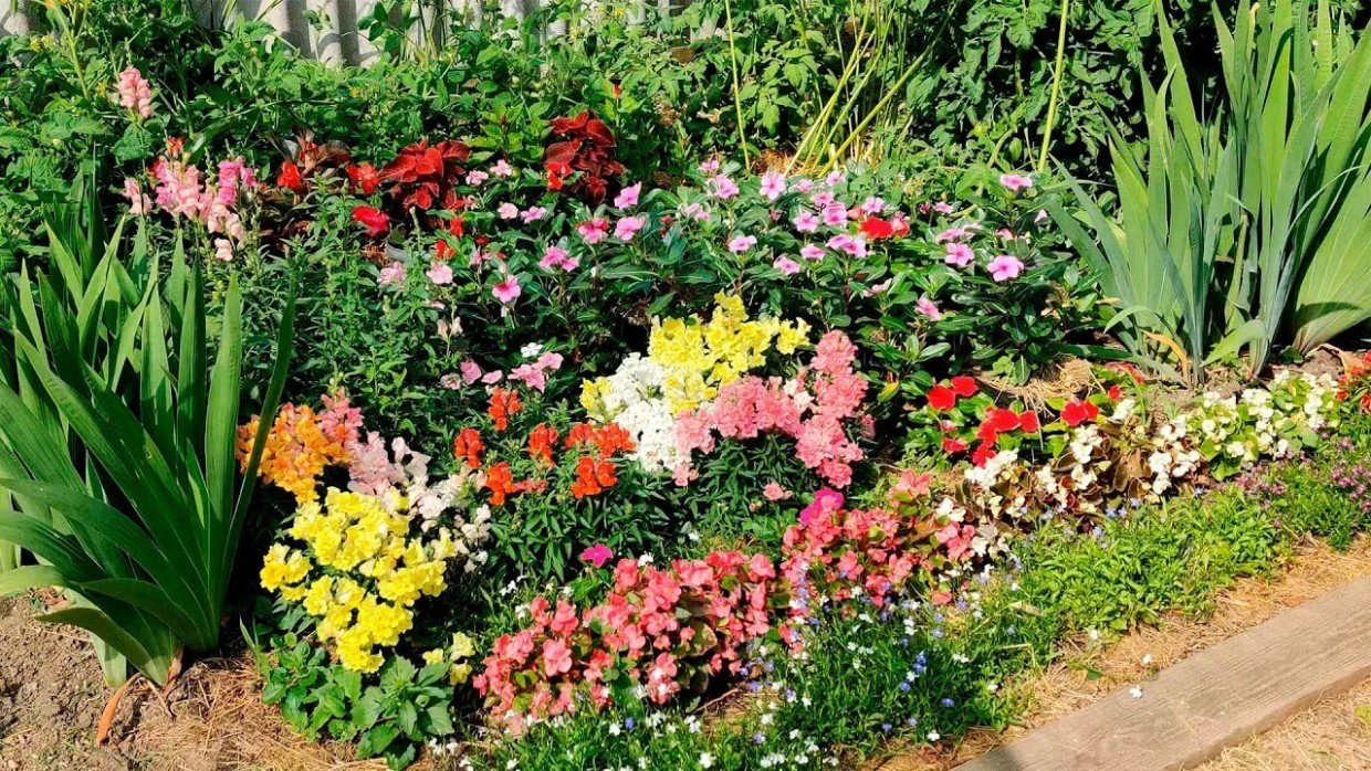 Клумба выходного дня: 5 эффектных цветов, которые можно сеять сразу в грунт на майские праздники