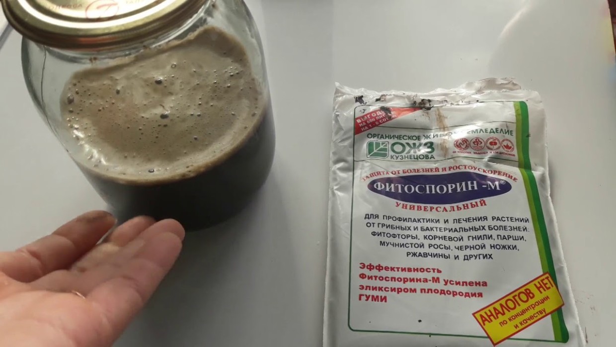Универсальное средство от болезней: как правильно приготовить Фитоспорин-М для растений