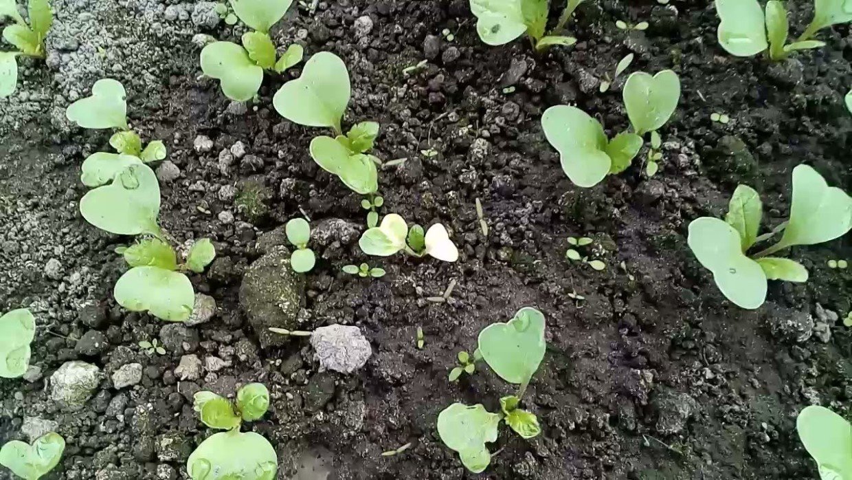 Чтобы редис не страдал, а корнеплоды были крепкими: 3 важные процедуры после посадки — обязательно сделайте