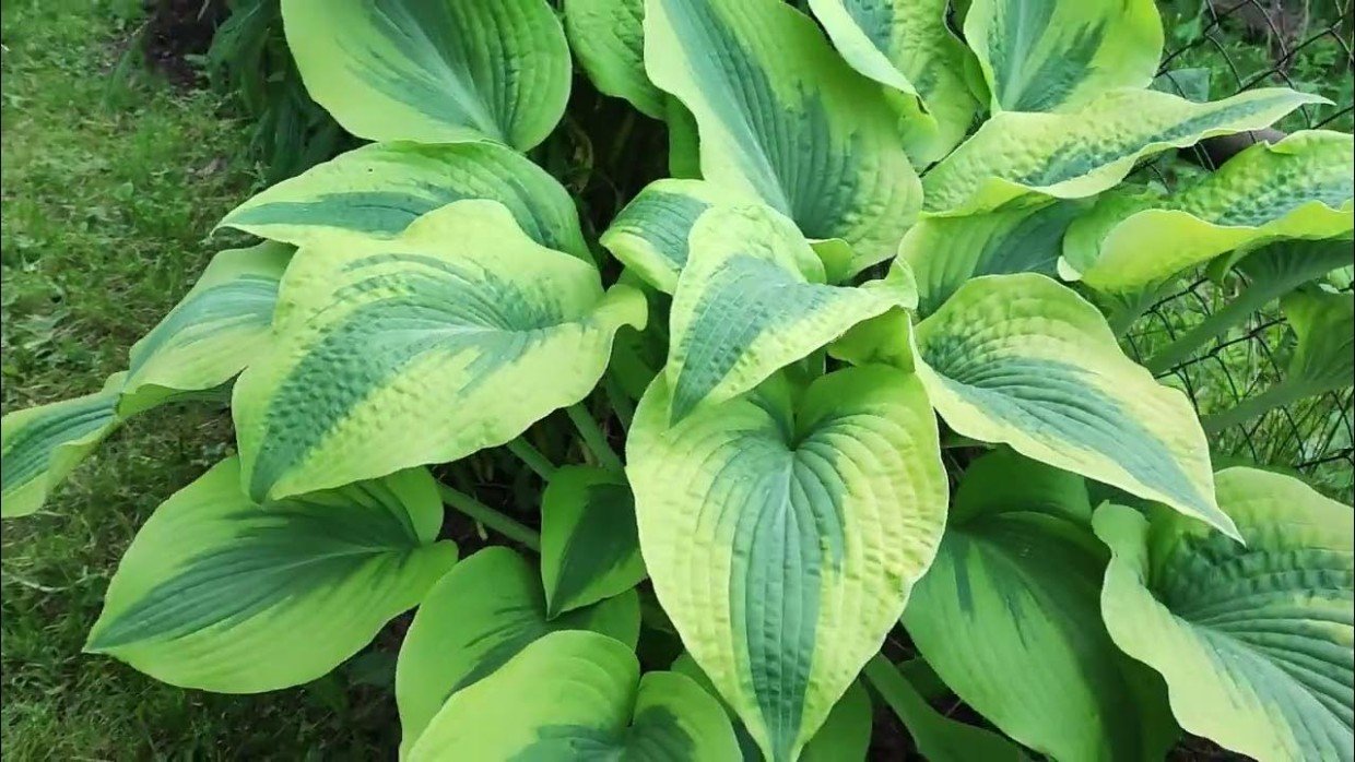 Красивая зелёная хоста: как ухаживать за растением — чтобы оно показало свой максимум