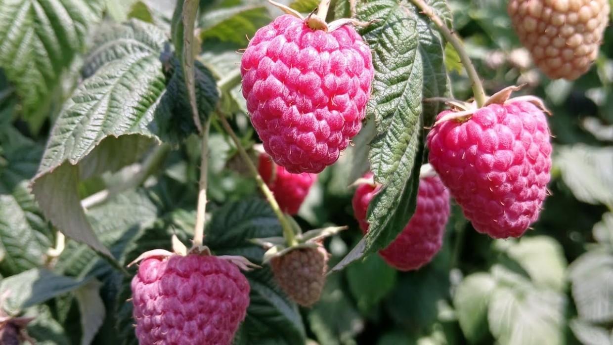 Соседи смотрят и завидуют: 4 подкормки для крупных и сочных ягод малины — урожай будете вёдрами собирать