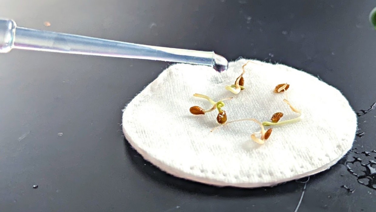 Сгниют и испортятся: 3 вида семян, которые категорически нельзя замачивать — сделаете только хуже