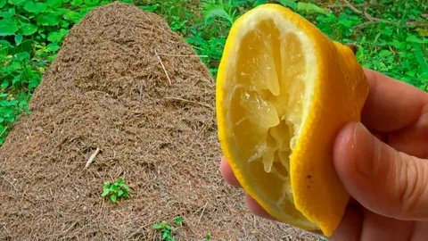 Муравьи и тля на деревьях: как приготовить «убойный» настой из золы и табака, который прогонит вредителей за одну ночь
