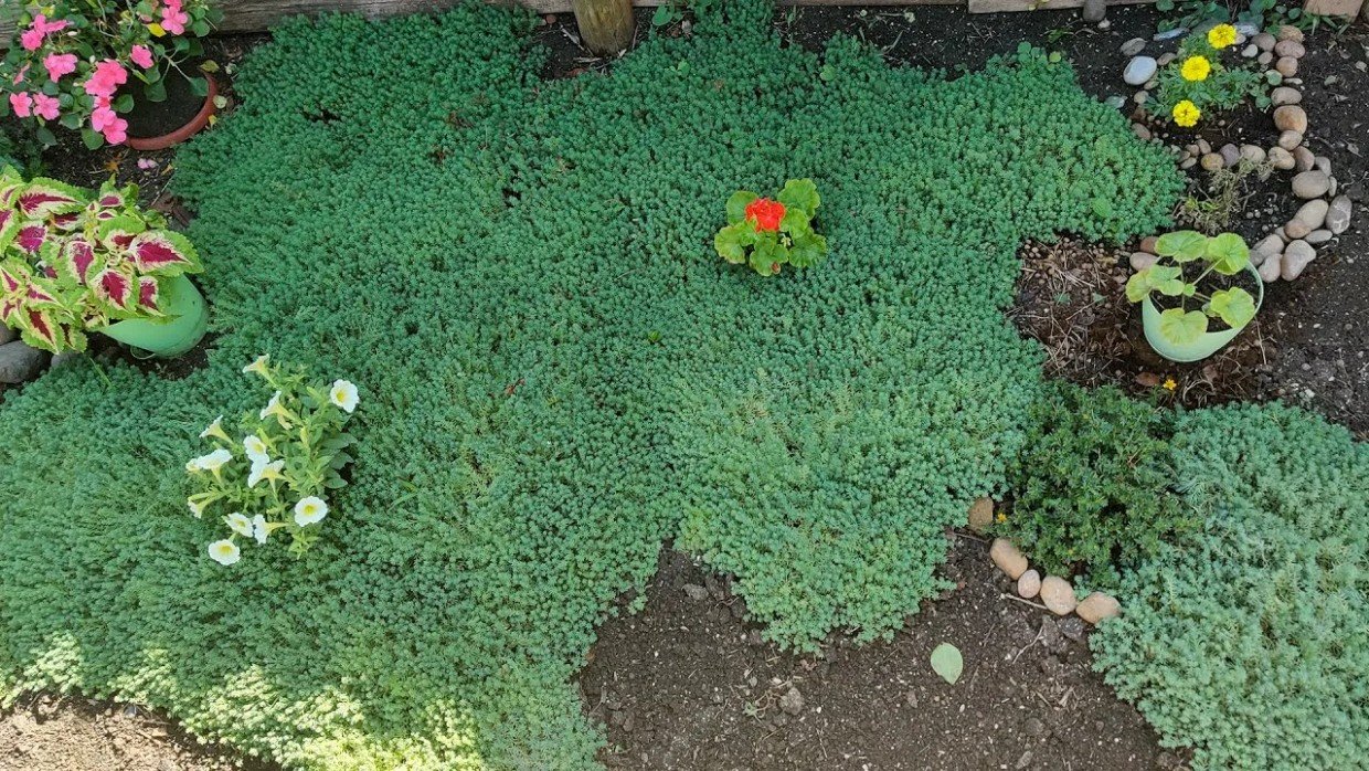 Забудьте о тяпке навсегда: 5 растений-помощников, которые сами уничтожат сорняки на участке