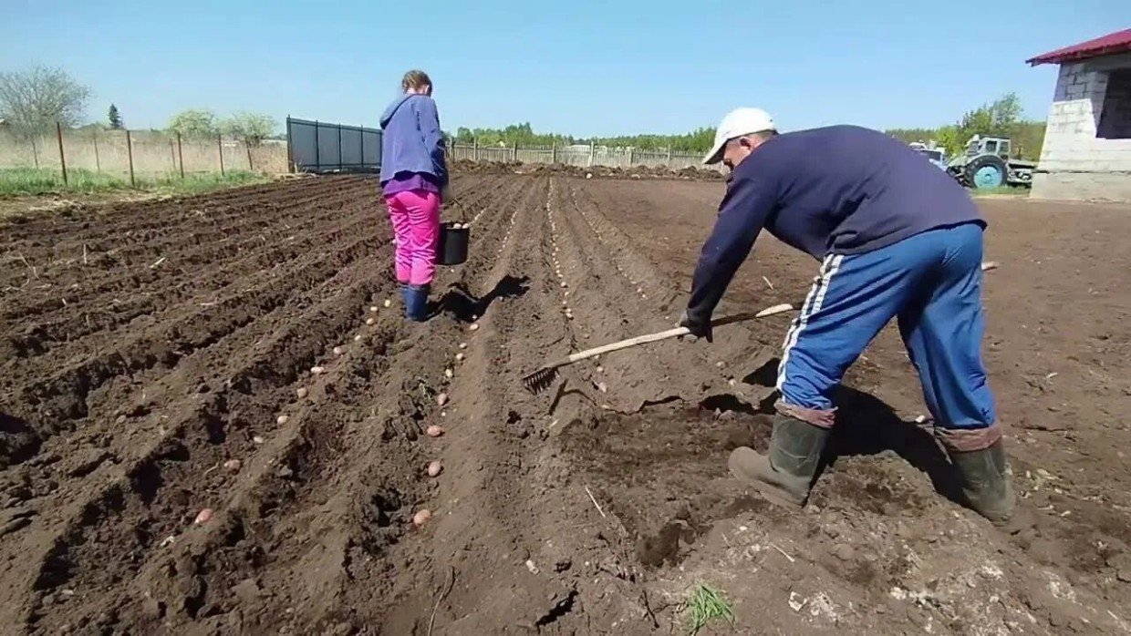 Подготовка почвы перед посадкой картофеля: что внести — органические и минеральные удобрения