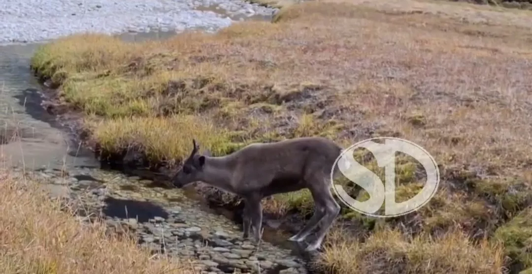 В Якутии для работы в оленеводческих хозяйствах приглашаются подростки
