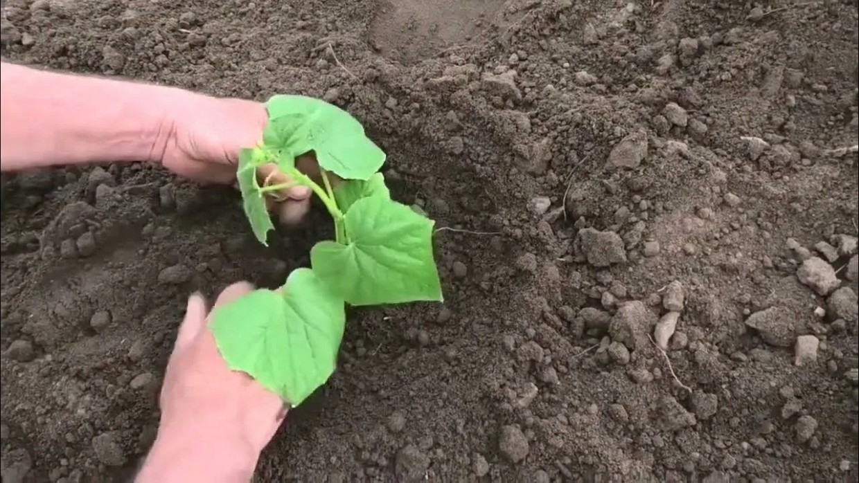 Сей на Пахома — будут огурцы мехом»: старинный секрет посадки, который гарантирует урожай вёдрами