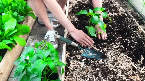 Роковая ошибка в лунке: почему нельзя смешивать два популярных удобрения при посадке перца