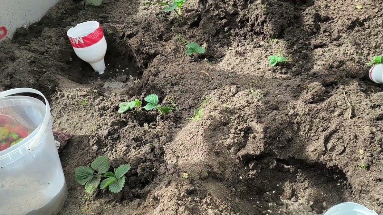 Правило трёх ложек: что сделать при посадке томатов — совет от агронома