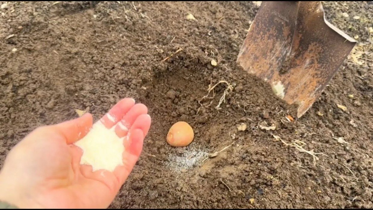 Золотое правило картофельной лунки: что добавить при посадке для рекордного урожая