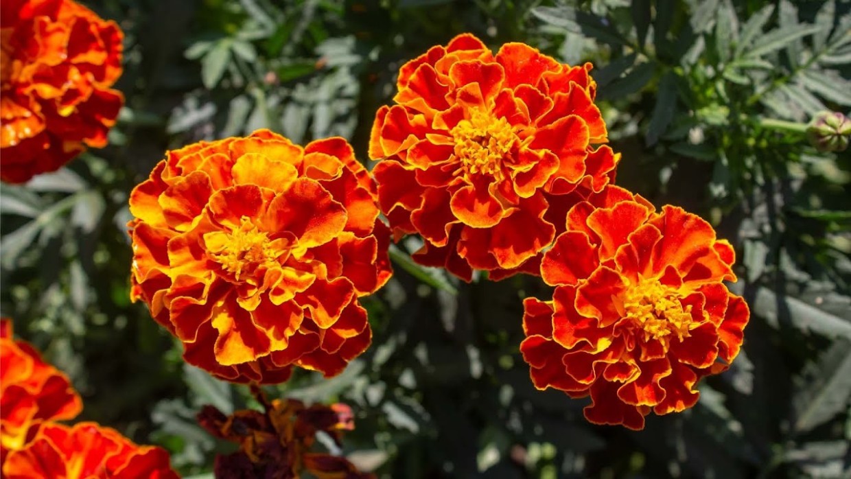 Крепкая рассада и яркие цветочки: как посеять бархатцы весной — пошаговый план действий