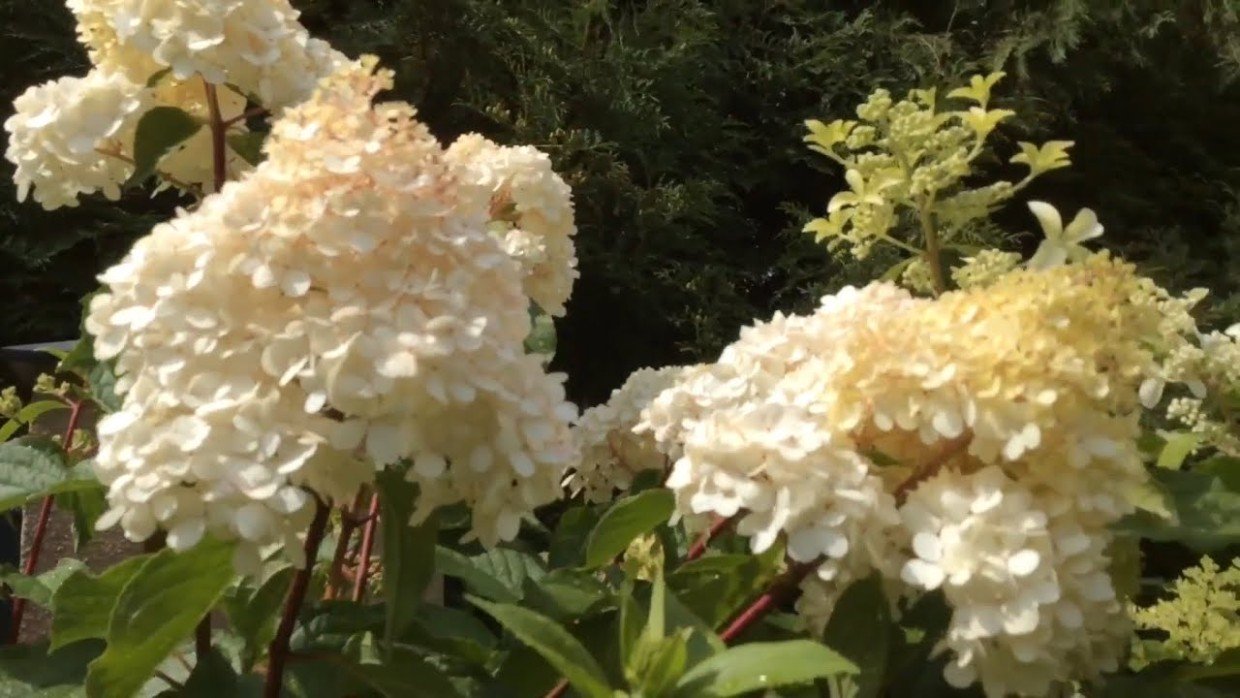 Посадил и забыл: 3 кустарника, которые цветут всё лето — почти не требуют ухода и внимания