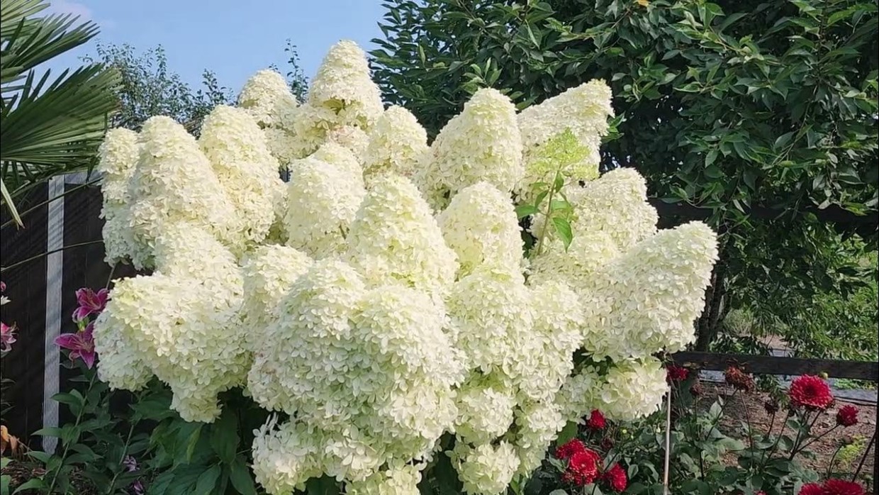 Пробудите растения: как заставить метельчатые гортензии цвести раньше — лайфхак для жителей севера