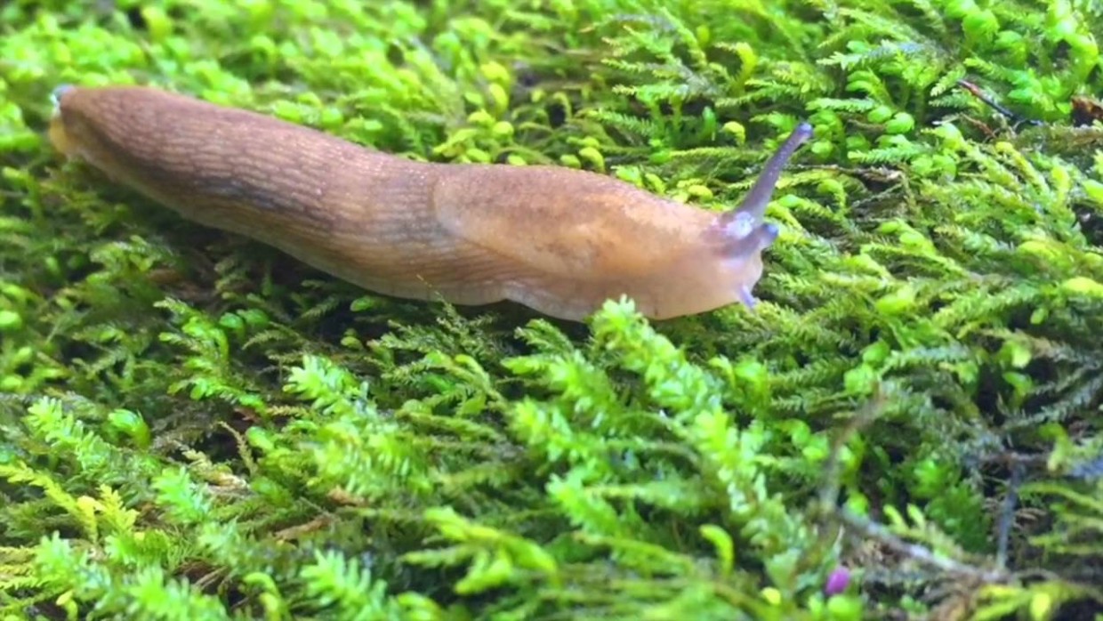 Слизни атакуют: как избавиться от вредителей — химические и биологические препараты