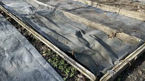 Бесплатное «золото» для дачи: почему опытные садоводы везут из магазинов пустые коробки