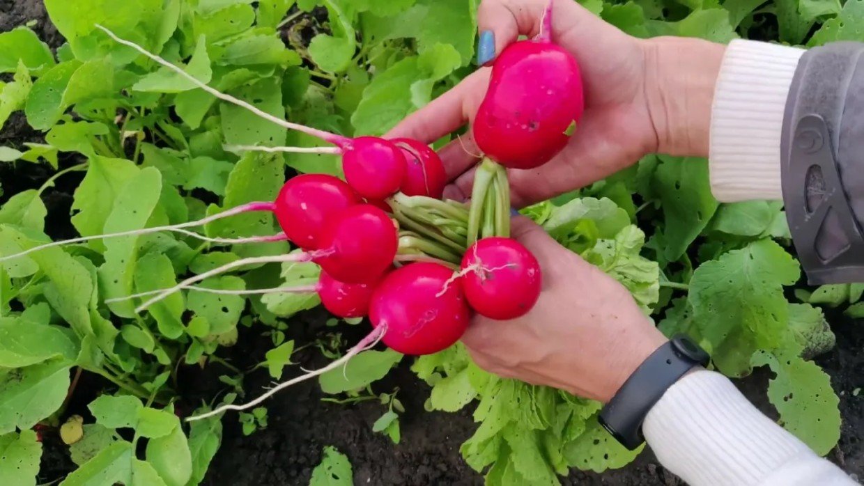 Редис пойдёт в корень, а не в ботву: 3 правила для тех, кому надоел «урожай из листьев»