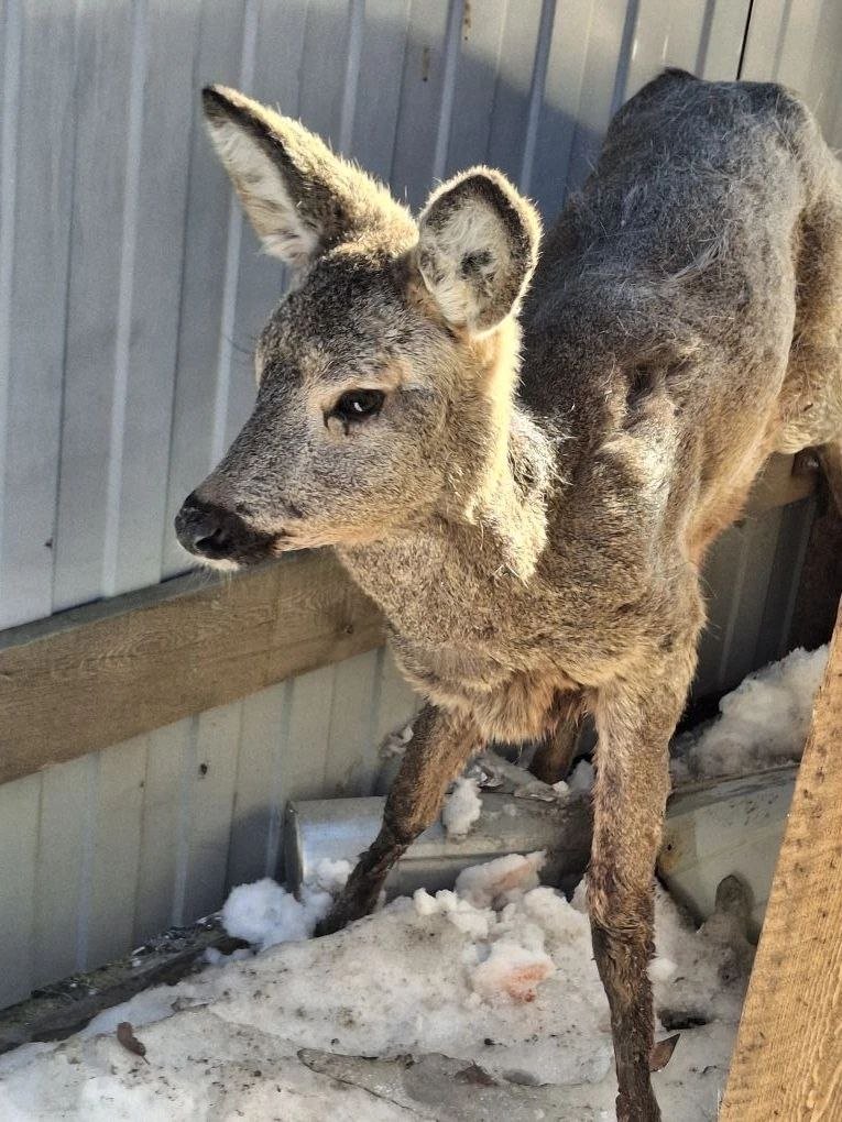 Раненого детеныша косули направят в пункт передержки Намского улуса