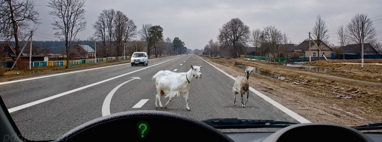 Идёт коза рогатая — это не повод забывать базовые правила: вопрос с рогами на экзамене по ПДД загнал в тупик 56% сдающих