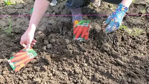 Морковь взойдёт на 5-й день: забытый деревенский способ «закапывания» семян для быстрого старта