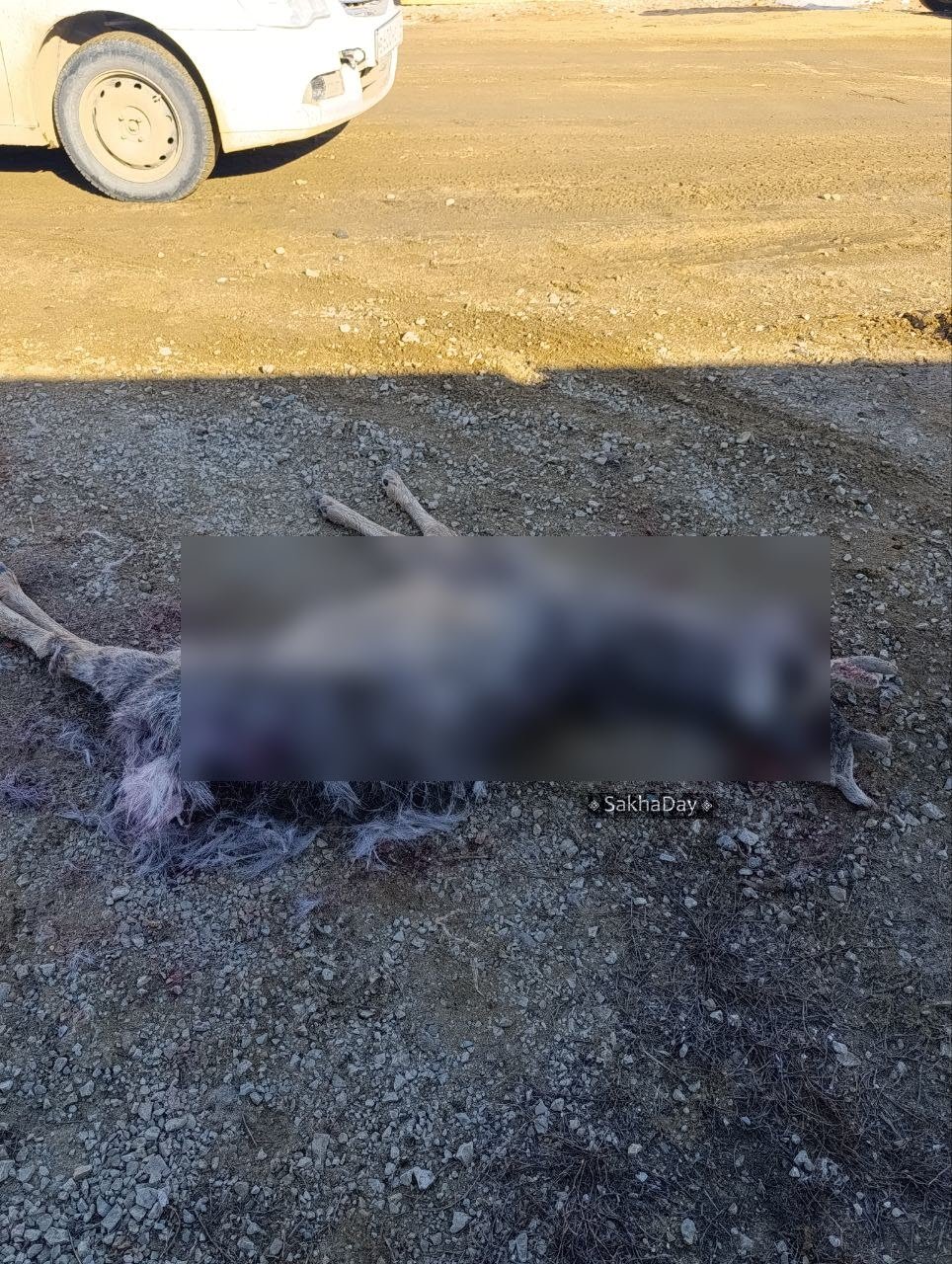 Фотофакт: Косулю, забежавшую в Якутск, загрызли собаки