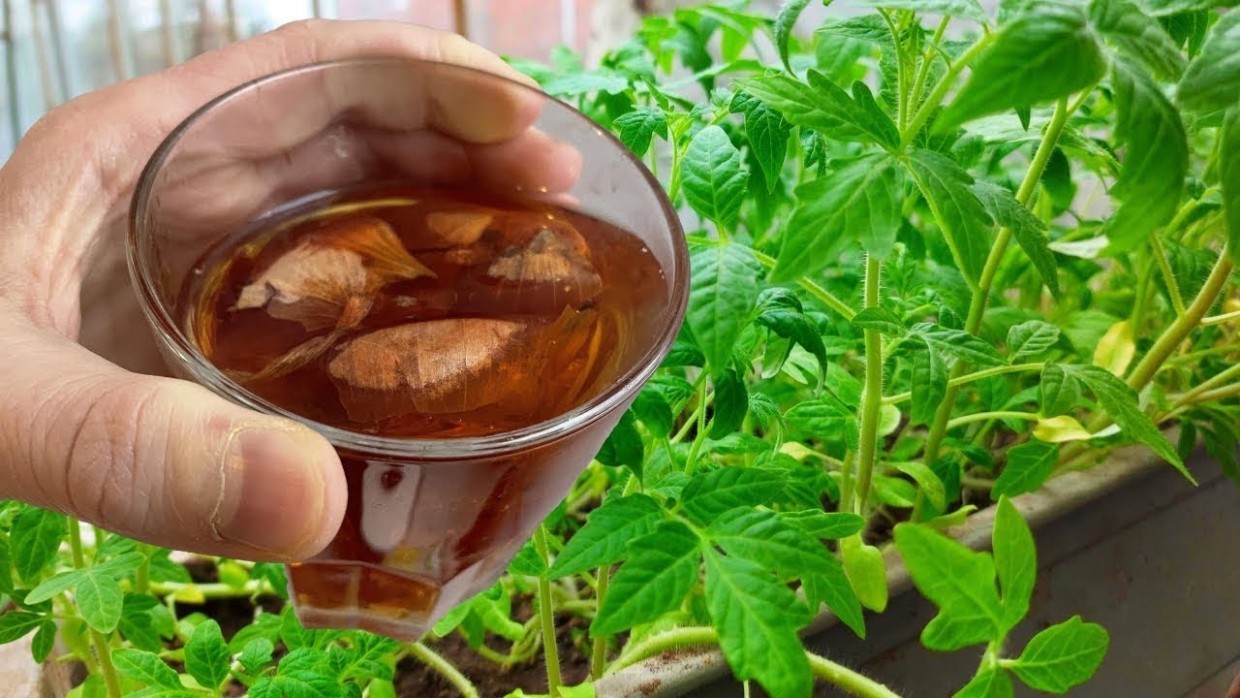 2 горсти на ведро без кипячения: луковая шелуха для урожая томатов — сожжёт фитофтору и увеличит плоды