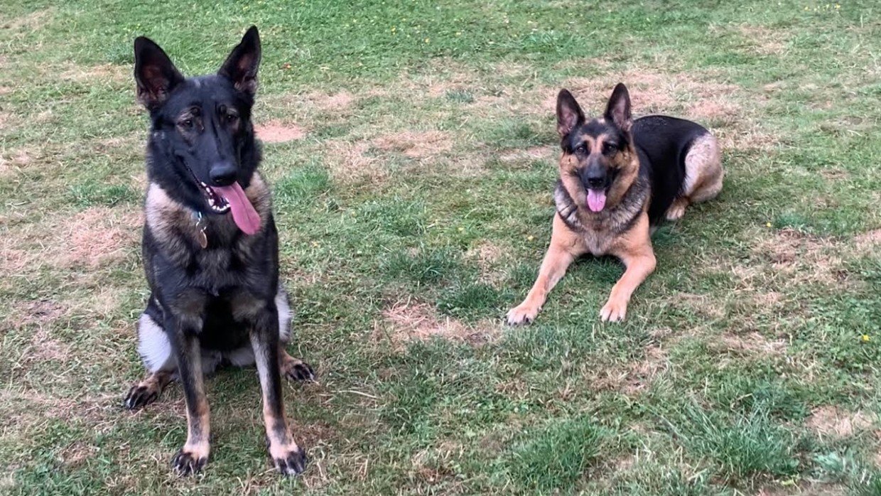 Немецкая и восточноевропейская: чем отличаются эти породы овчарок — и какую выбрать