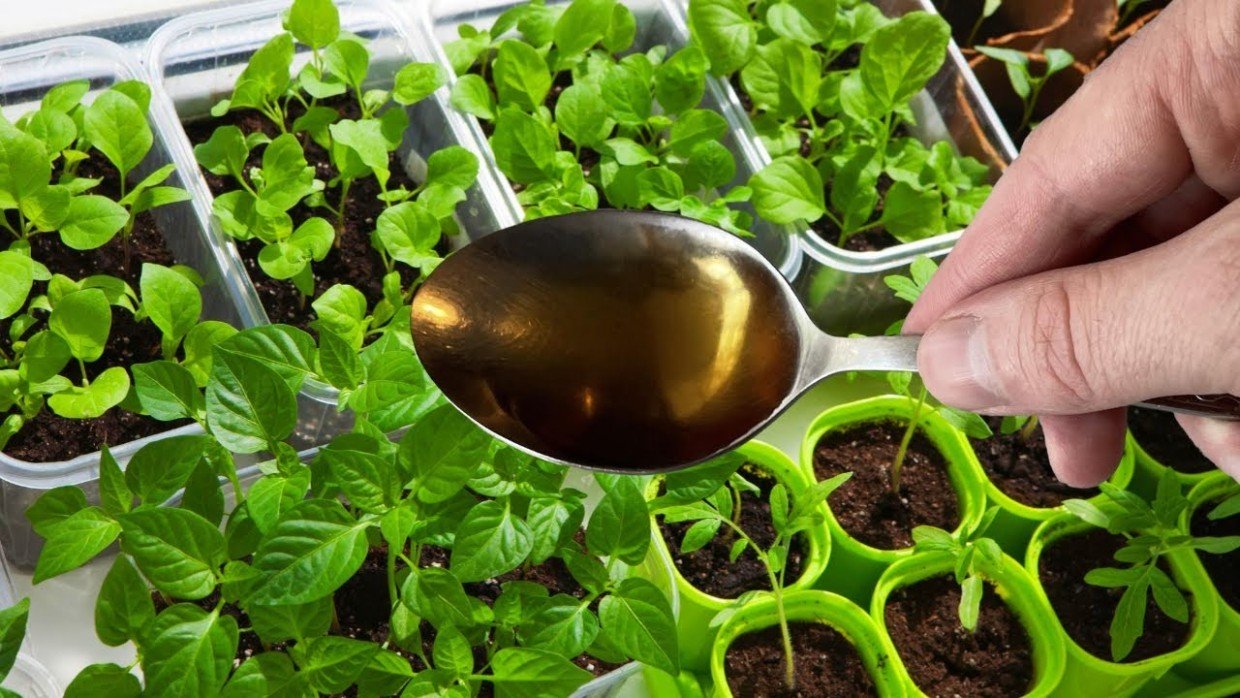 Подкармливаю рассаду чаем: муж недоумевает, а соседи завидуют — уникальная подкормка за копейки