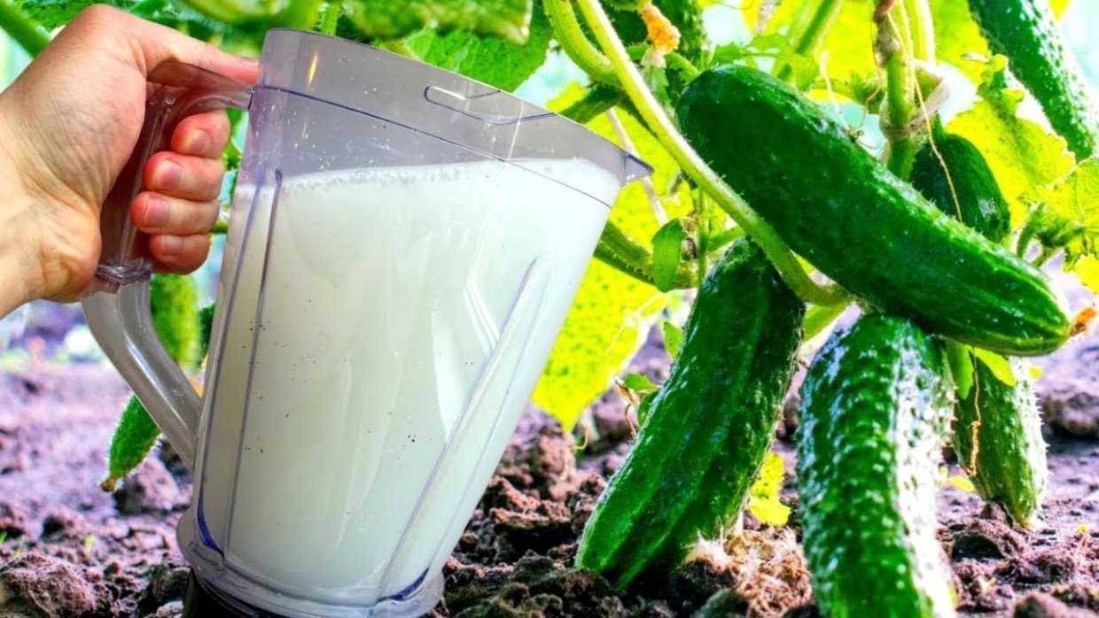 Не выливайте — ещё пригодится: как скисшее молоко помогает расти огурцам