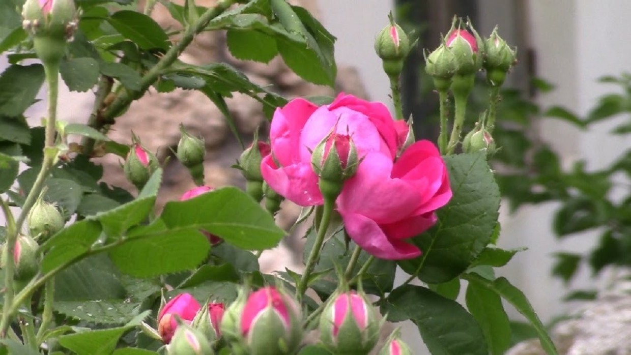 Чтобы не остаться без цветения: 3 вещи, которые нельзя делать с розами в апреле — эти ошибки их погубят