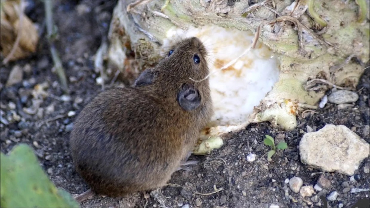 Мыши забудут дорогу к вашему дому: простое растение-репеллент, которое нужно посадить в мае