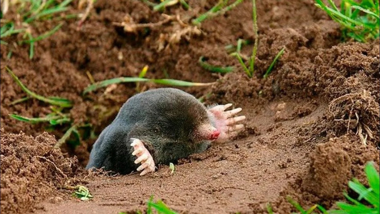 Цветочный щит против крота: биолог назвала растение, которое навсегда выселит вредителей с участка