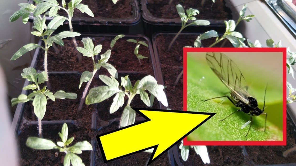 Цветочные мошки: откуда берутся и как с ними бороться — краткое руководство