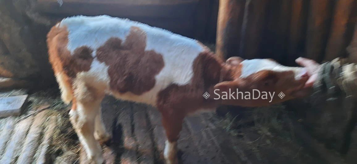 Фотофакт: В Верхоянском районе родился теленок с цветком на боку