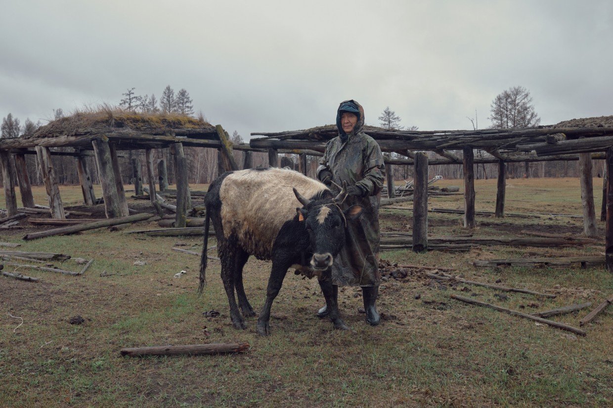 Фоторепортаж Славы Лю-фа о якутских коровах был показан на выставке в Тбилиси