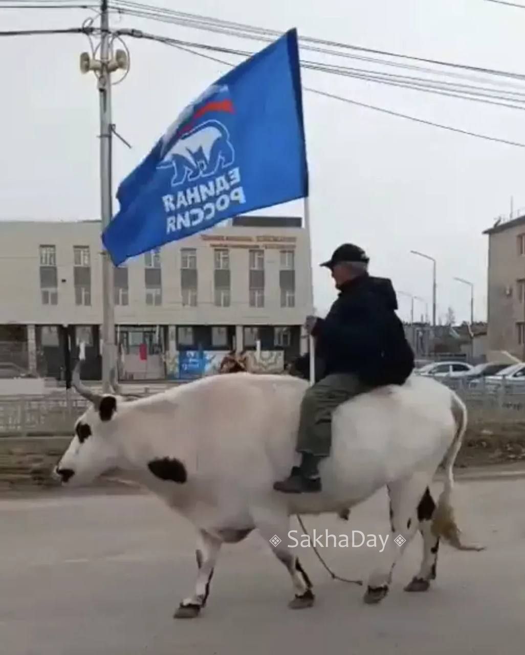 В Якутии «единороссы» участвовали в параде Победы на кастрированном бычке