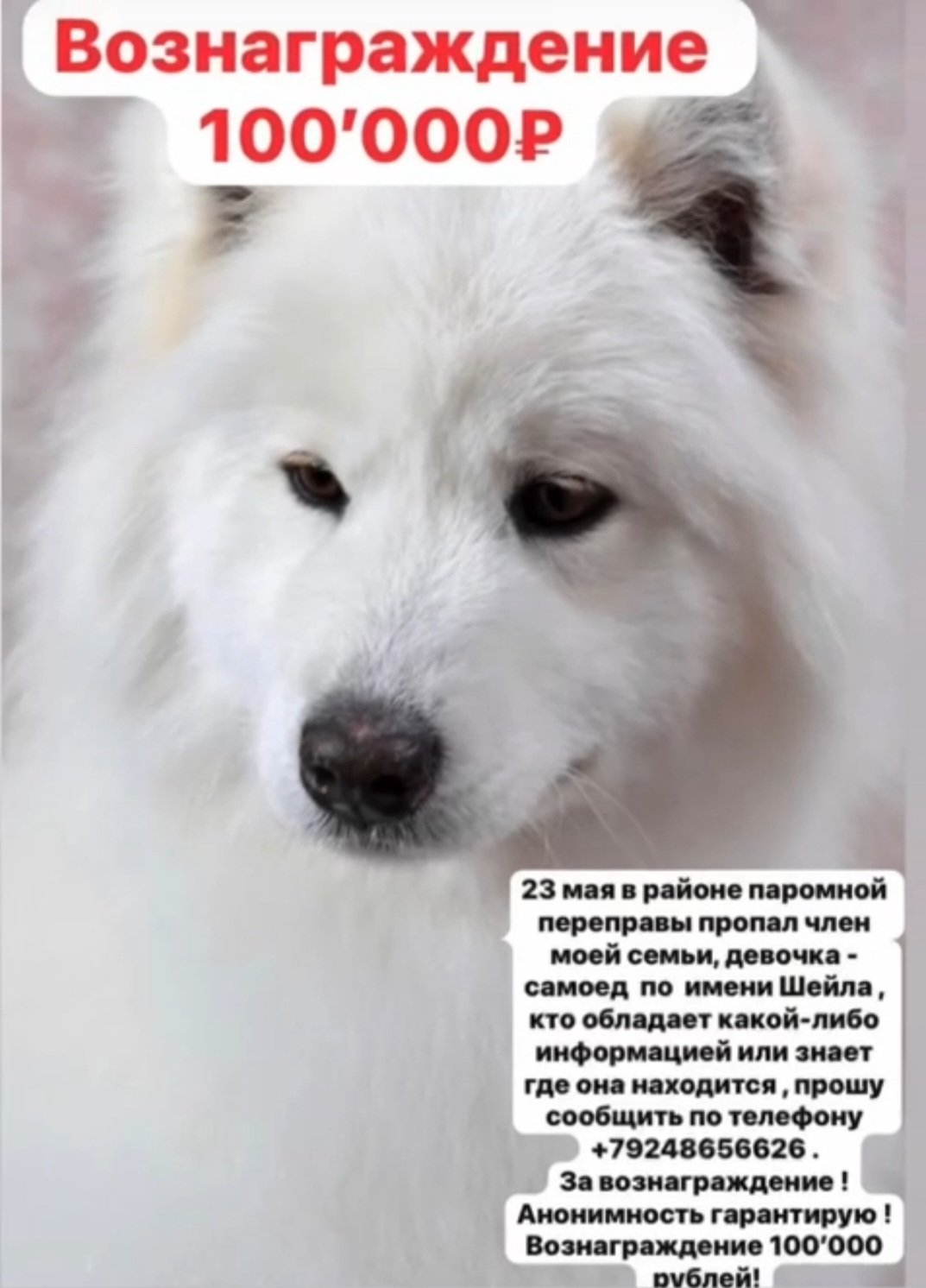 Награда нашедшему собаку Шейлу возросла до 100 тысяч рублей