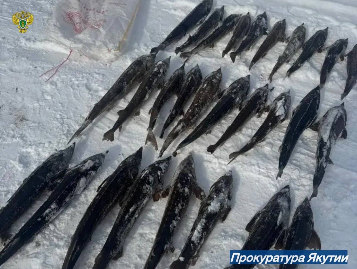 В Якутии за вылов осетров на 118 млн рублей будут судить жителя Нижнеколымского района