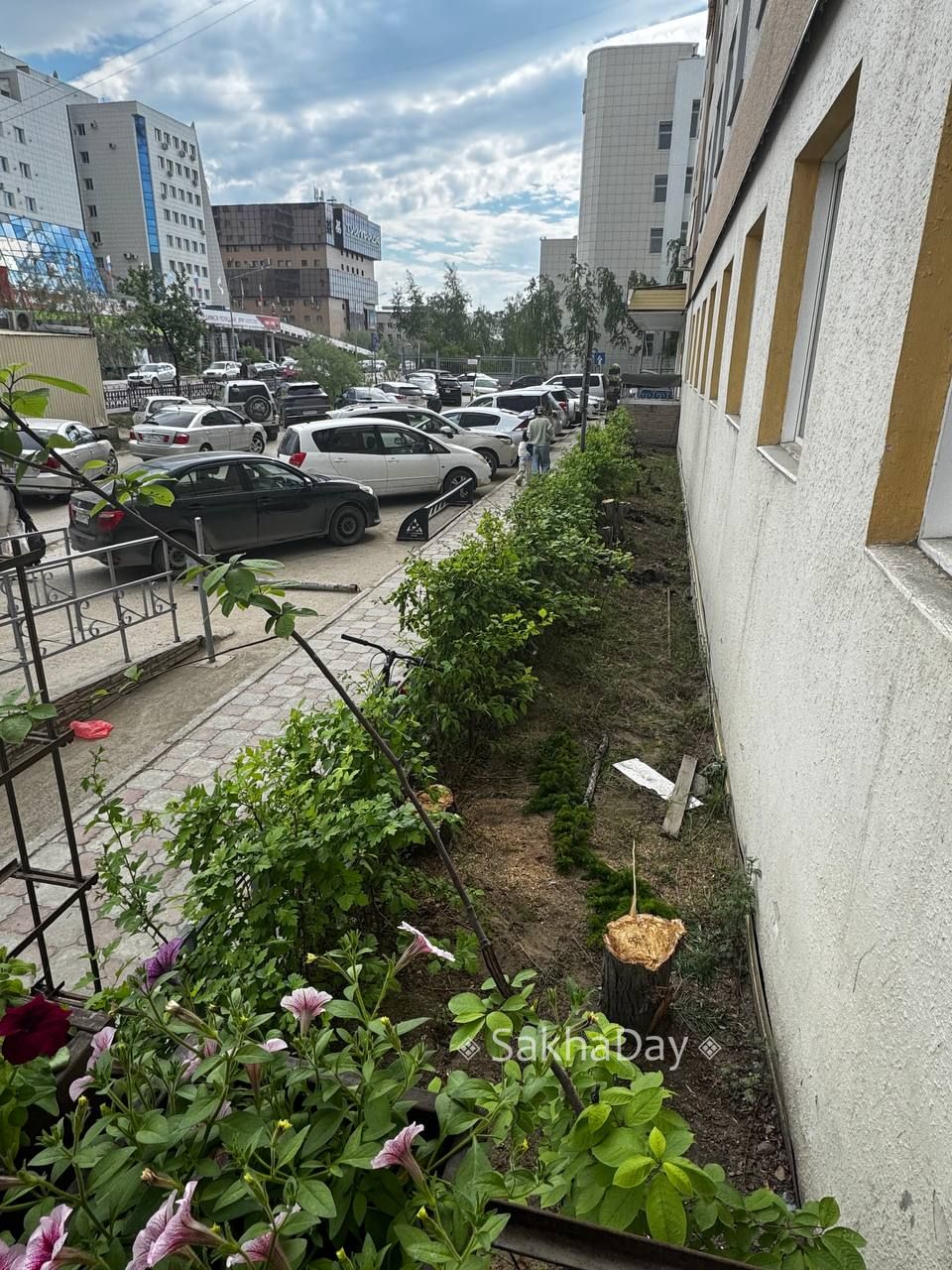 В Якутске поликлиника №1 срубила ивы, чтобы посадить кустарники