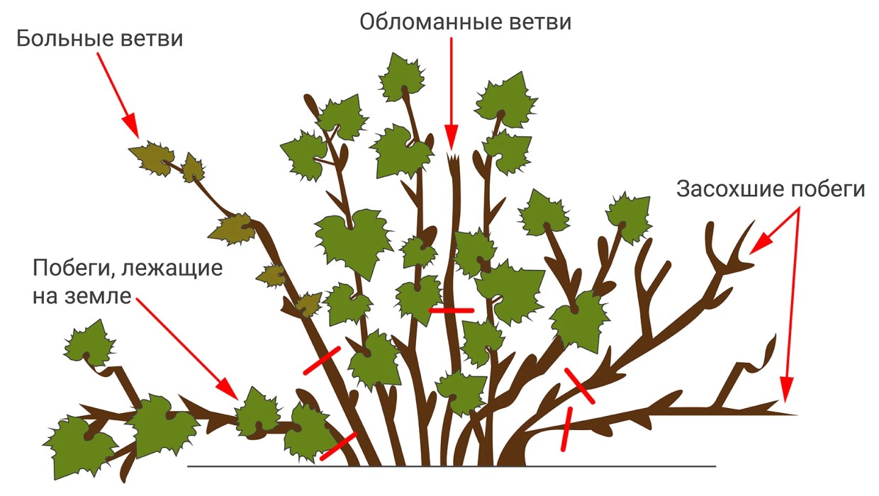 Схема обрезки смородины.
